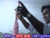 Kaisan Puto Lanlo Maiya| किसान पूतो लान्लो मैया | Khatia Mei | Bhojpuri Song | Shiva Music
