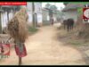 { Khati Adibasi } Manu Ojha & Sarothi Mahato | Purulia Bangla Song | Nitin & Disha