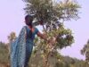 Ek Ek Pal Re | Monika Mundu  | Nagpuri Song | Shiva Music Regional
