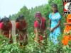 Assam Kar Gori { Vishnu, Jitu, Parashnath, Lalit, Kishore Minz } Nagpuri Song 2023 | Sadri Song