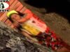 Mara Mara  | B.Bhanu ​ | Ho Munda Song | Shiva Music Regional