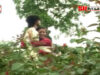 Purulia Song 2022 [ Bhute Bhute ] Superhit { Manbhum