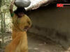 Purulia Song 2022 [ O Maa Durga Go ] Superhit