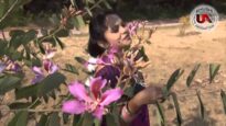 Uid Ja Re Bhanwra { Urmila Mahanto } Nagpuri Song