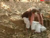 Purulia Song 2022 [ Piyal Sathe Kokil Dake ] Superhit