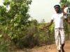 Santali Song 2023 { Kada Gupi Gupi } Superhit Song