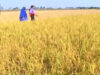 Jhumur Gaan [ Devar Jadi Bhalo Base ] Parbati Devi