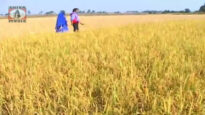 Jhumur Gaan [ Devar Jadi Bhalo Base ] Parbati Devi